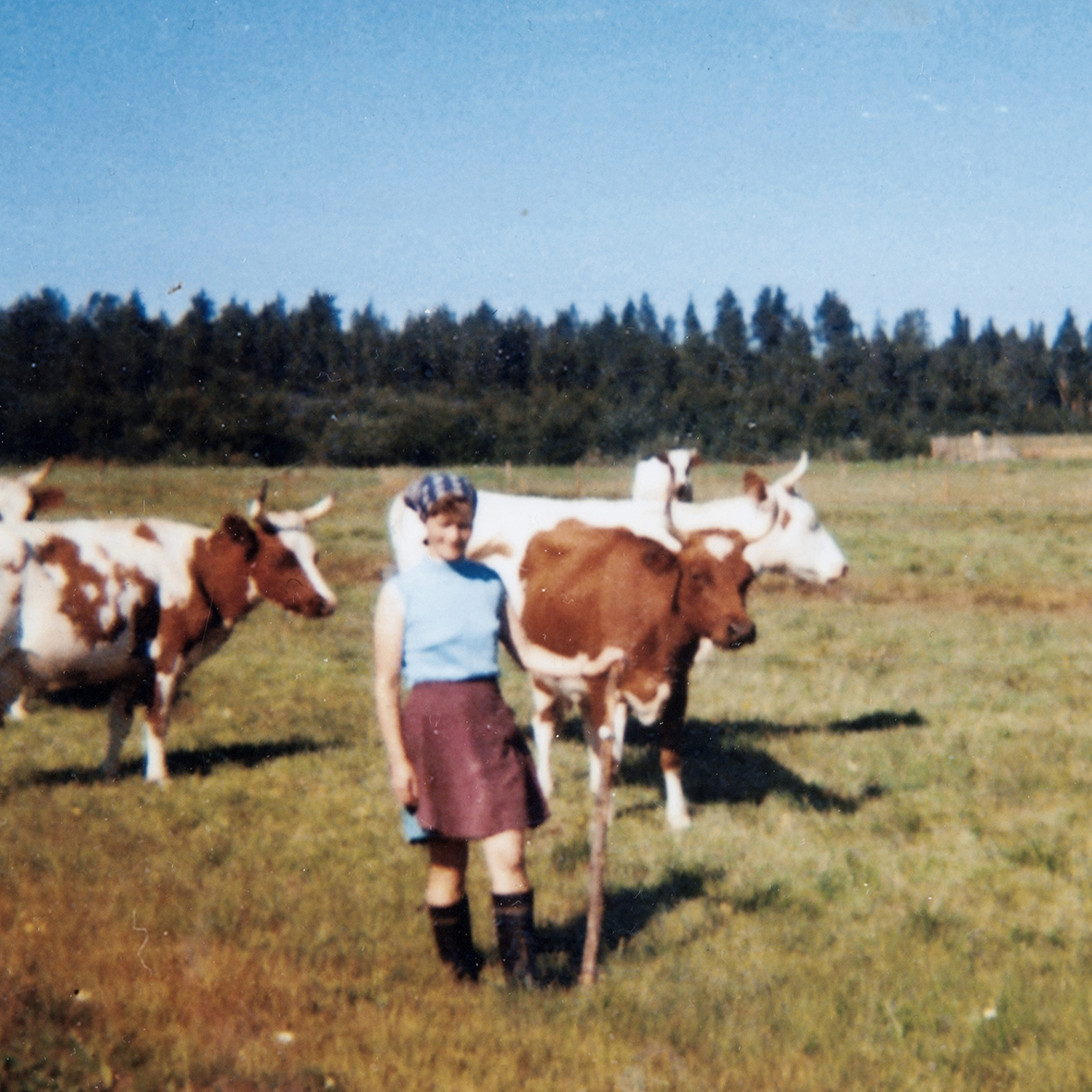 Sarka-sunnuntai: Lapsia, lehmiä ja läskisoosia